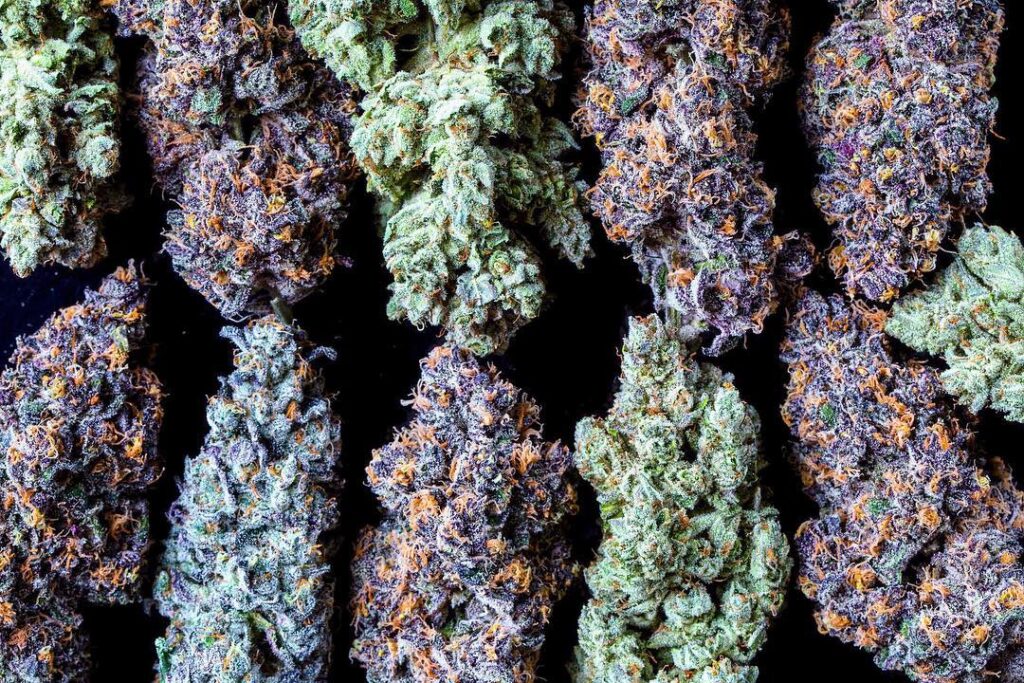 cannabis policy