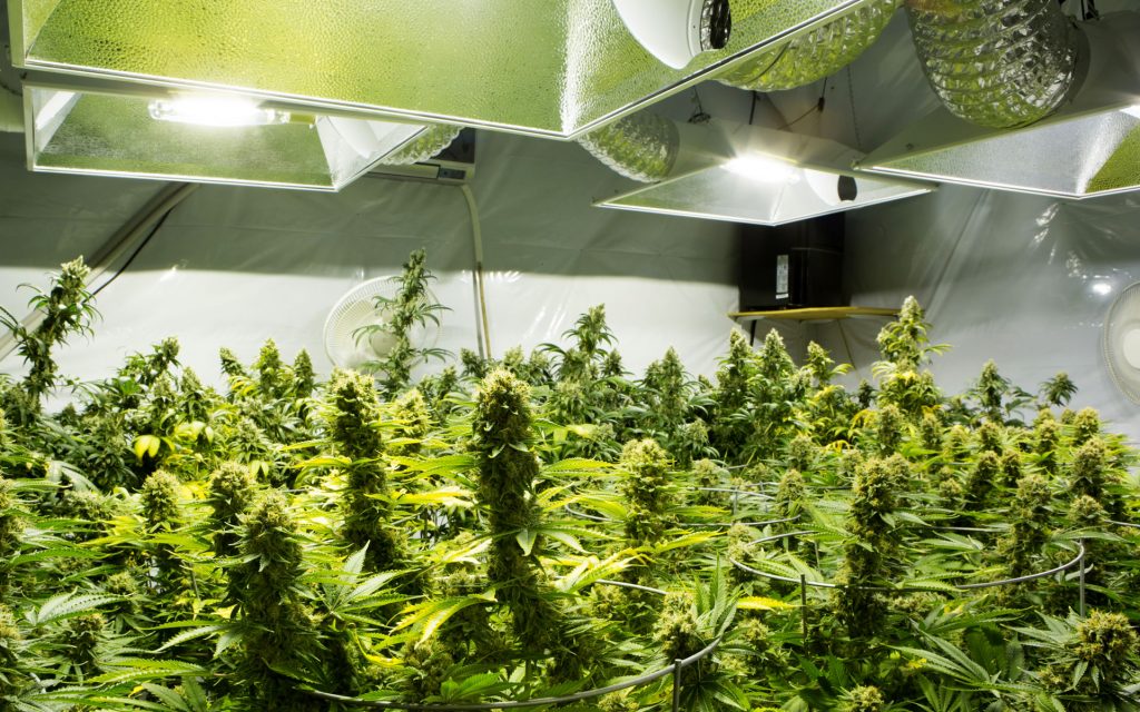 Growing weed